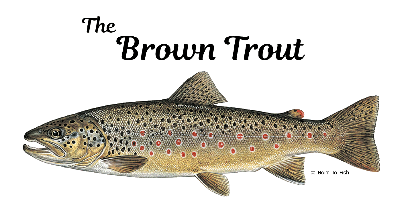 Brown Trout page.