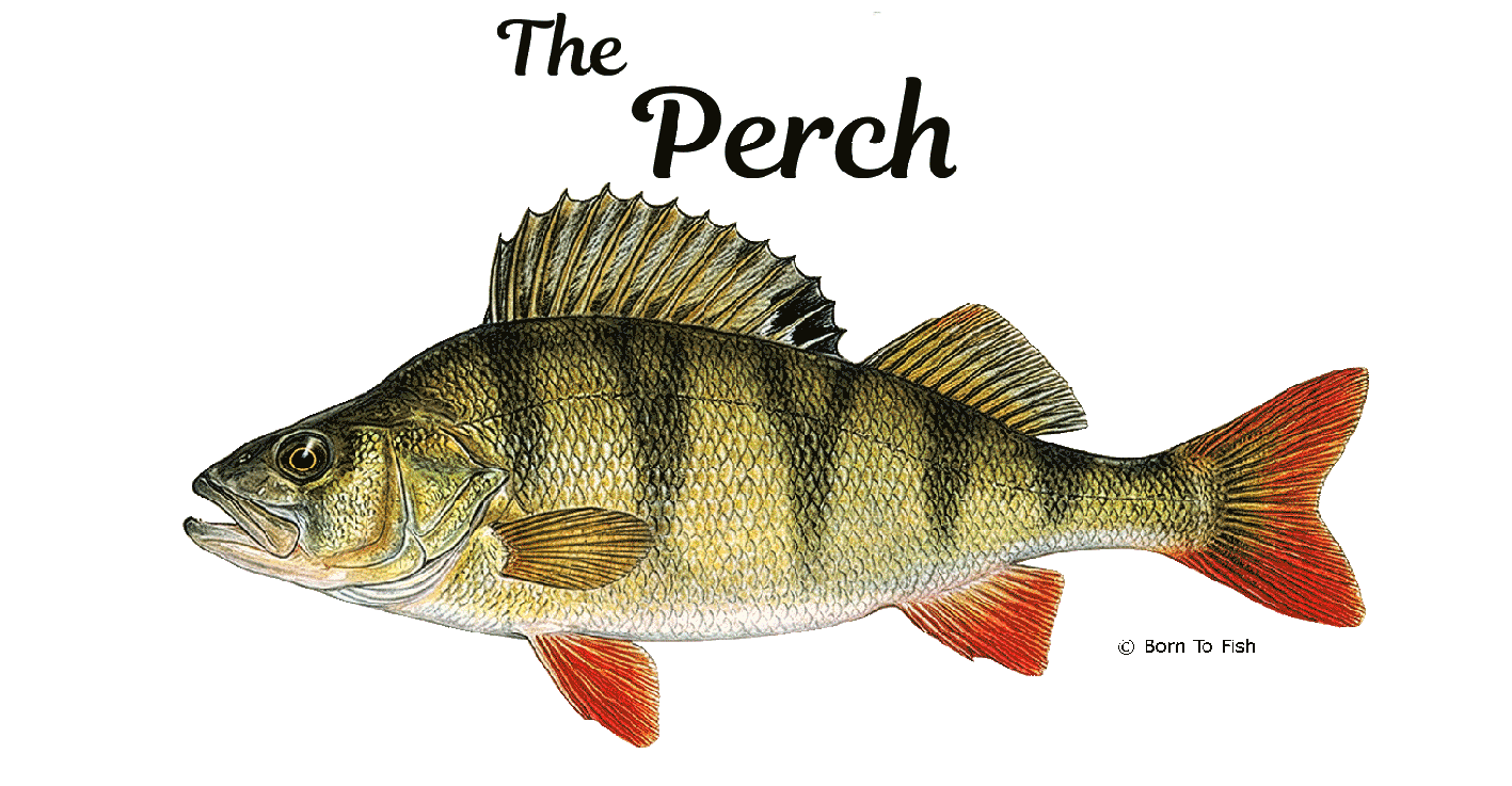 Perch-Page.