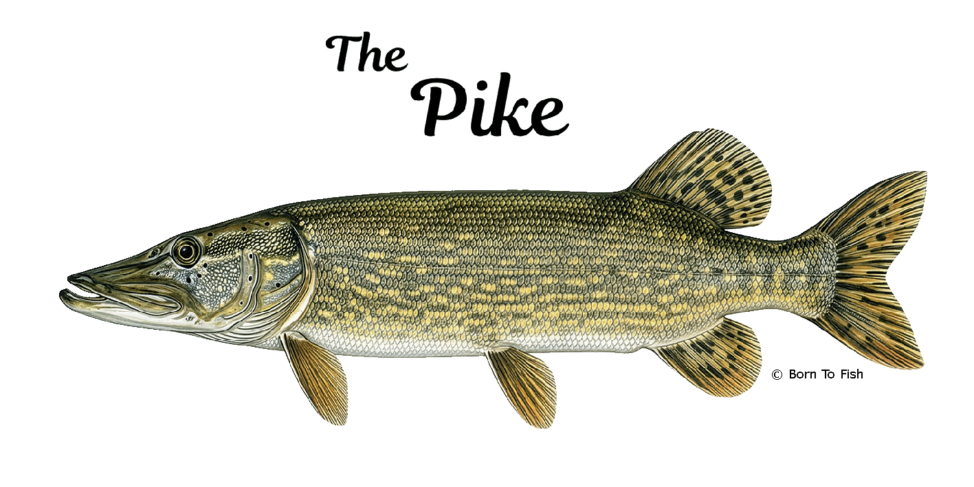 Pike-Page.