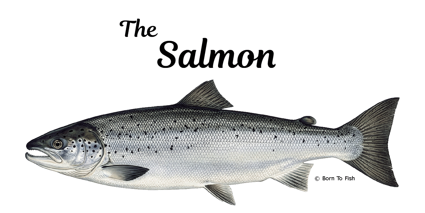 Atlantic Salmon page link