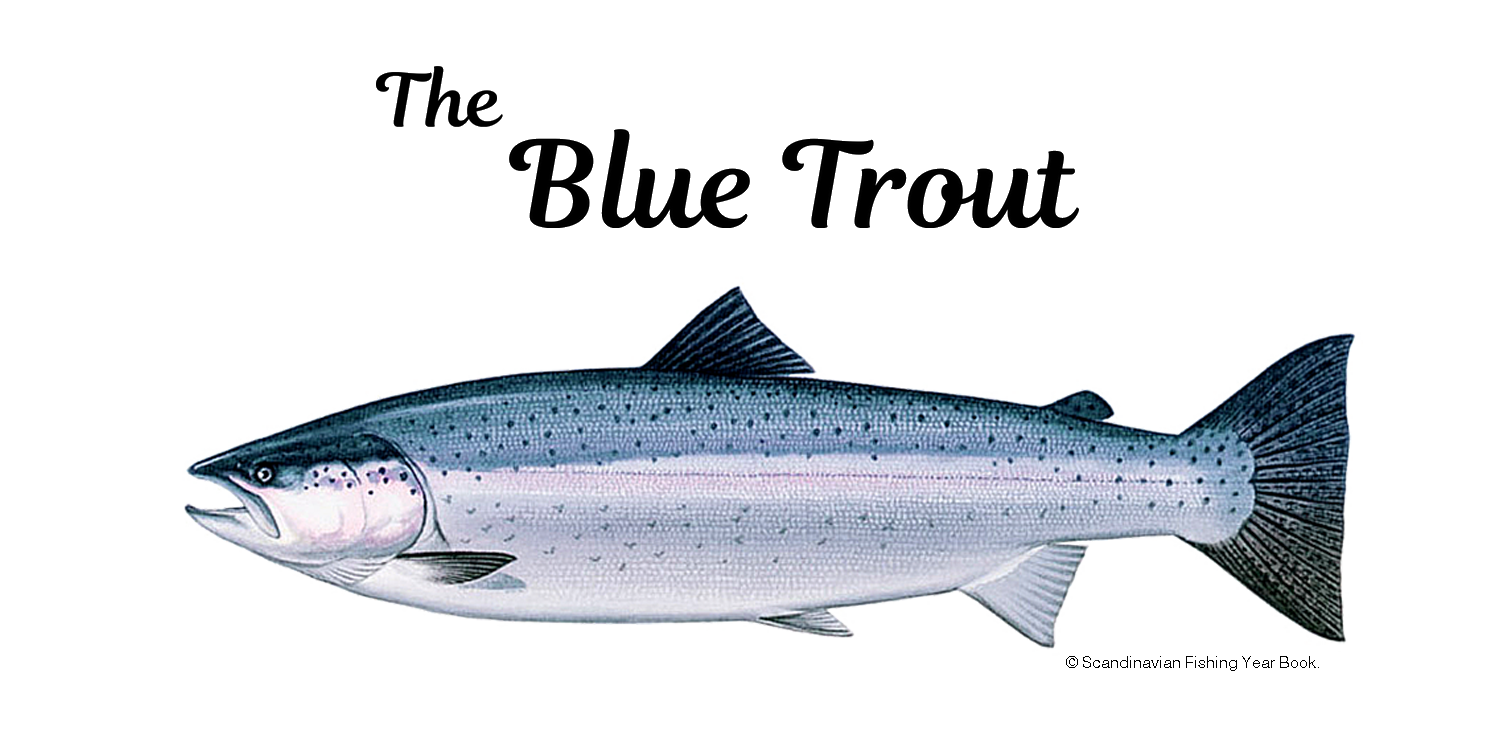 The Blue Trout