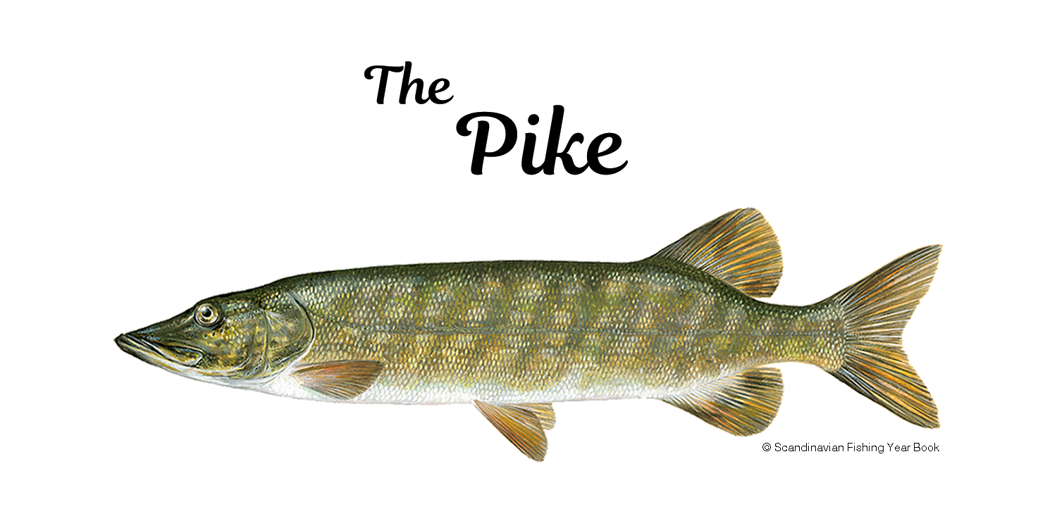 Fishing for Pike : Born to Fish