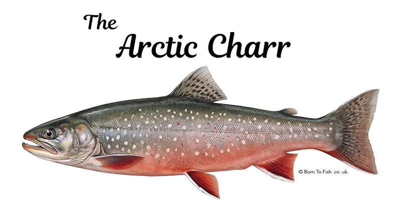 Arctic charr fishing in Scotland