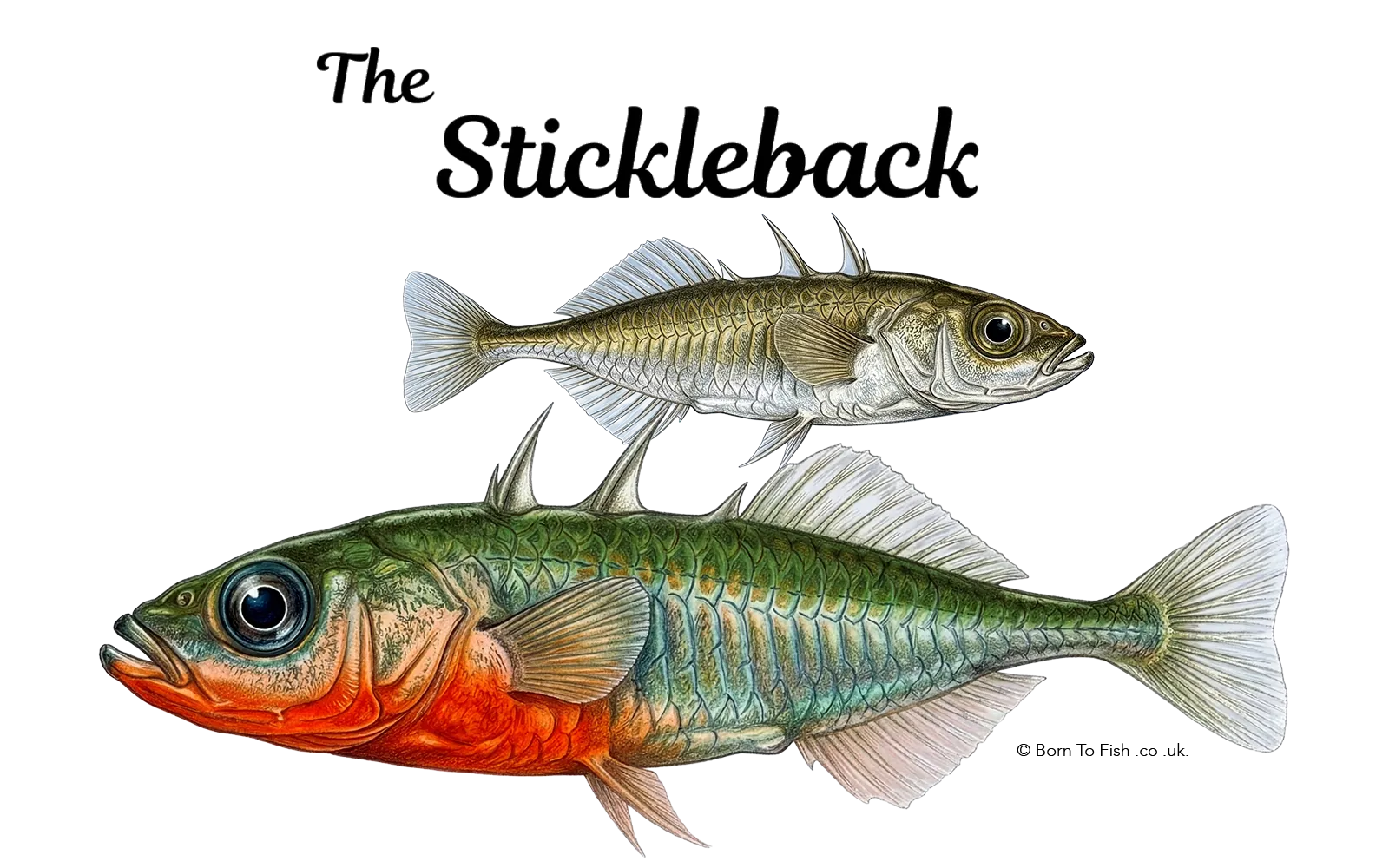 The Stickleback