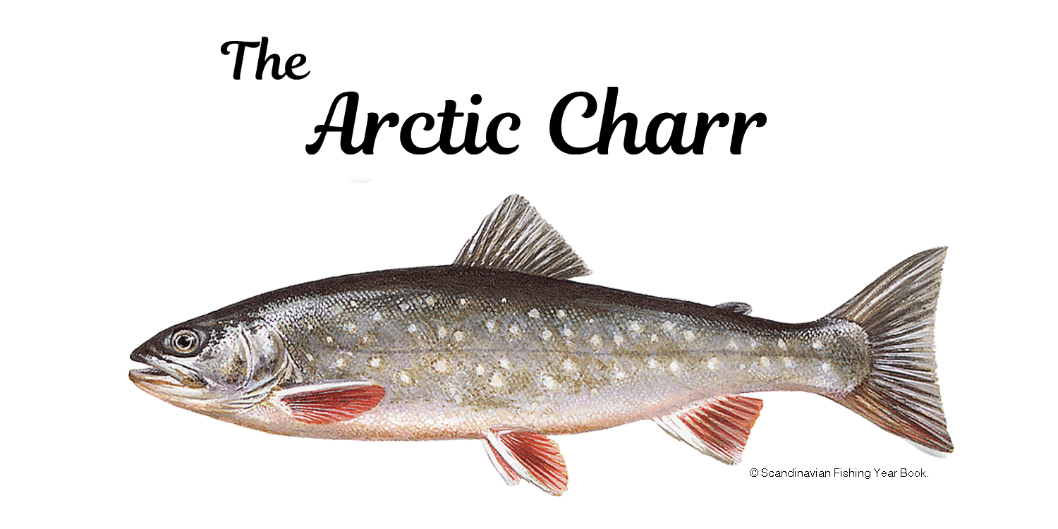 Arctic Charr