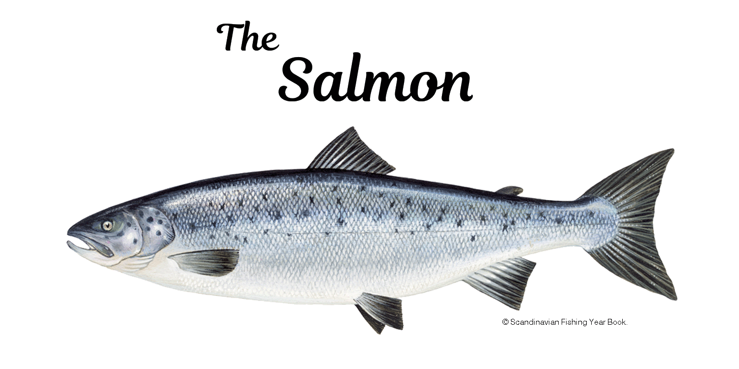 Atlantic Salmon